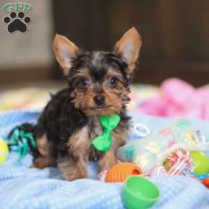 Bear, Yorkie Puppy